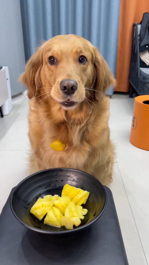 狗可以吃菠萝蜜吗