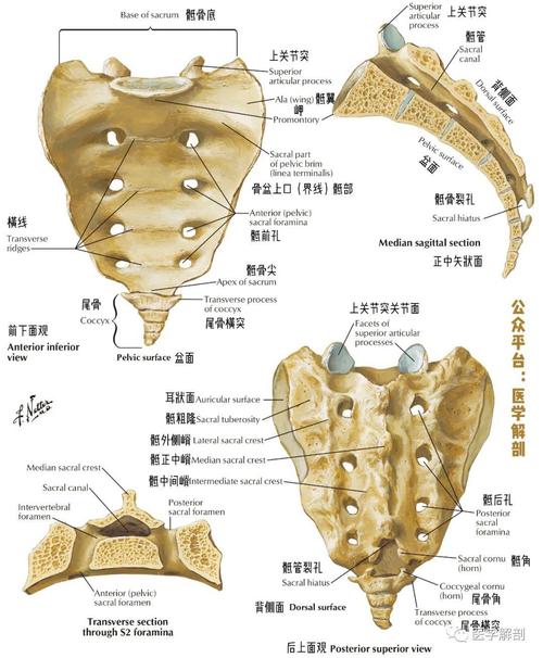骶尾椎解剖图